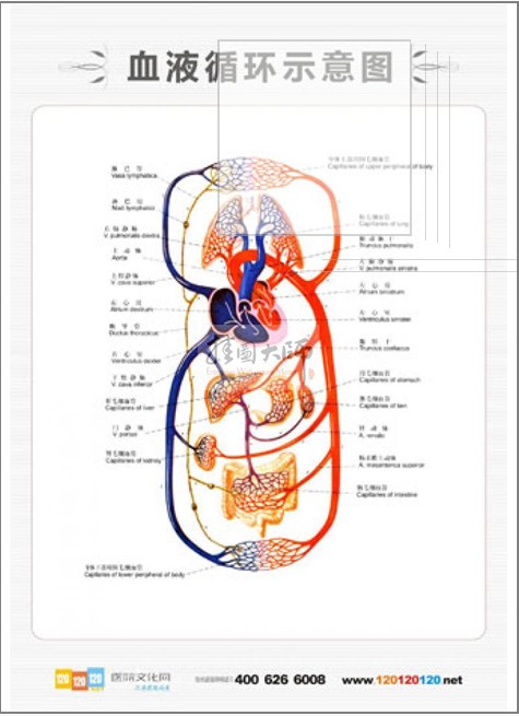 血液循環(huán)示意圖