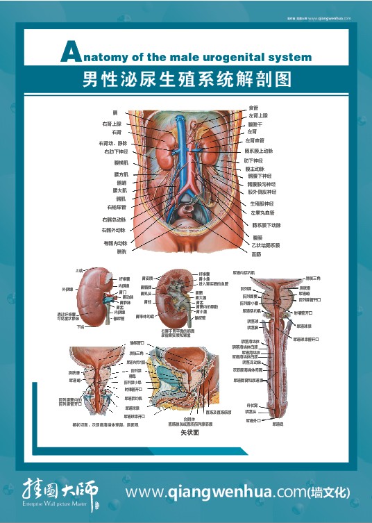 男性泌尿生殖系統(tǒng)解剖圖