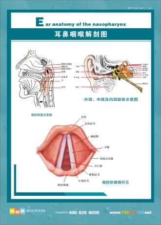 人體解剖圖 五官解剖圖 醫(yī)學人體解剖圖 人體結(jié)構(gòu)解剖圖 耳鼻咽喉解剖圖