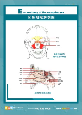 人體解剖圖 五官解剖圖 醫(yī)學人體解剖圖 人體結(jié)構(gòu)解剖圖 耳鼻咽喉解剖圖