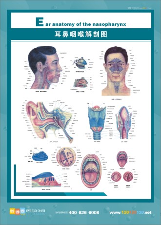 耳鼻咽喉解剖圖 五官科圖片 五官解剖圖 醫(yī)學人體解剖圖 人體結(jié)構(gòu)解剖圖