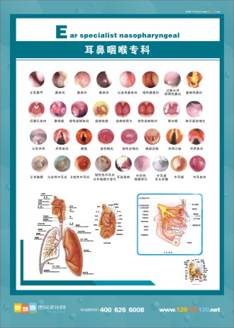 耳鼻咽喉解剖圖 人體解剖圖 五官解剖圖 醫(yī)學人體解剖圖 五官科標語