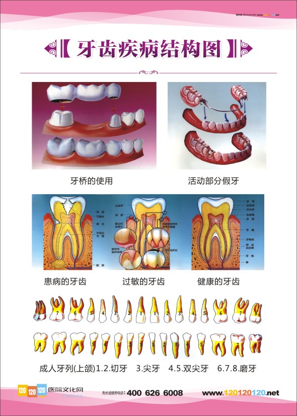 口腔科圖片 口腔科解剖圖-牙齒疾病結(jié)構(gòu)圖