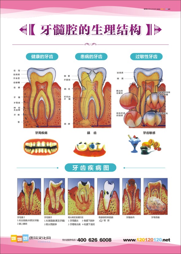 牙齒結(jié)構(gòu)解剖圖 牙齒結(jié)構(gòu)圖 牙齒的結(jié)構(gòu)圖 牙齒解剖圖