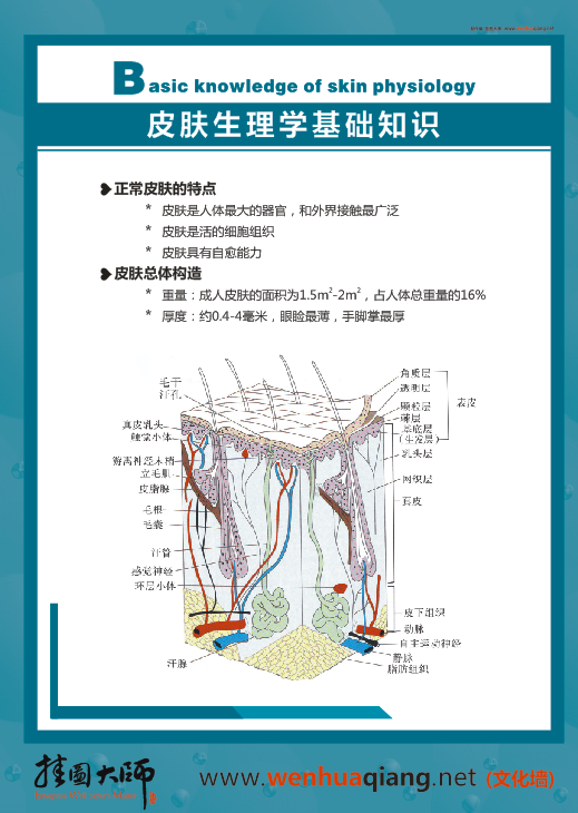 皮膚科解剖圖-皮膚生理學基礎知識