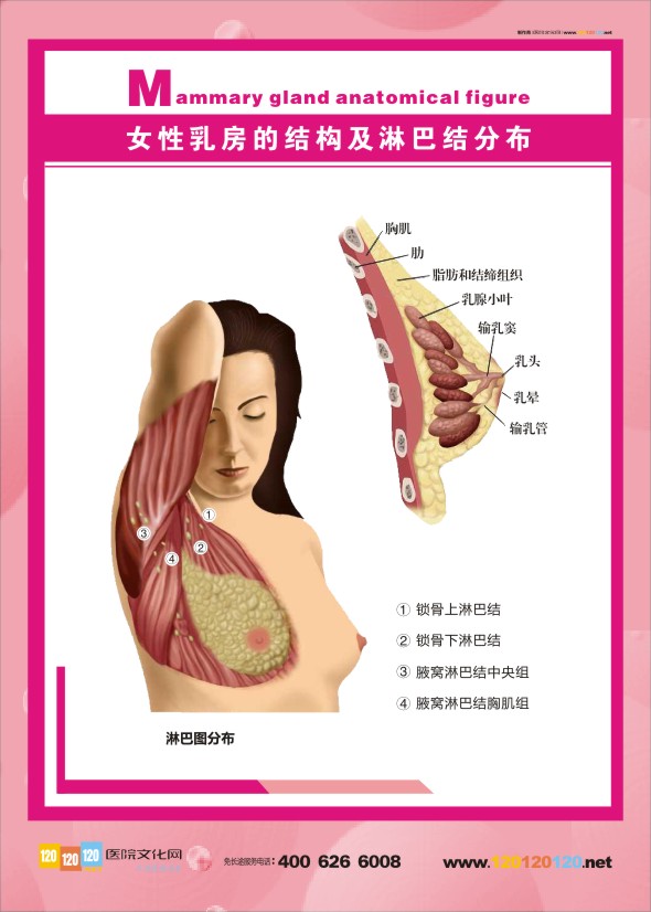 女性乳房結(jié)構(gòu)圖 乳房結(jié)構(gòu)圖 女性乳房的結(jié)構(gòu)及淋巴結(jié)分布