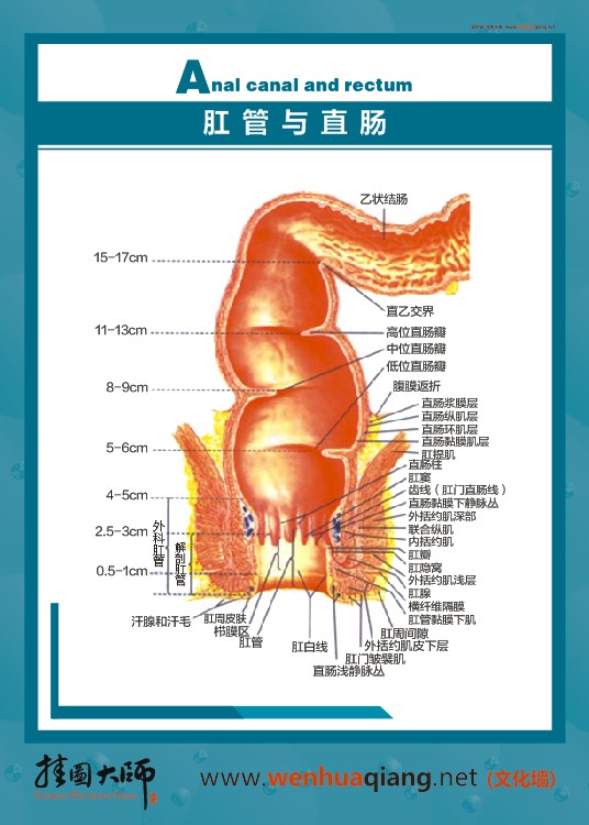 肛管與直腸