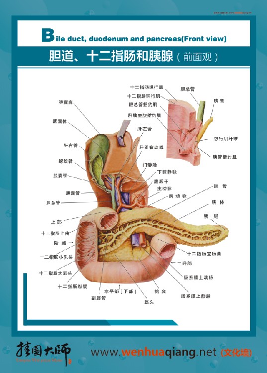 腸道、十二指腸和胰腺（前面觀）