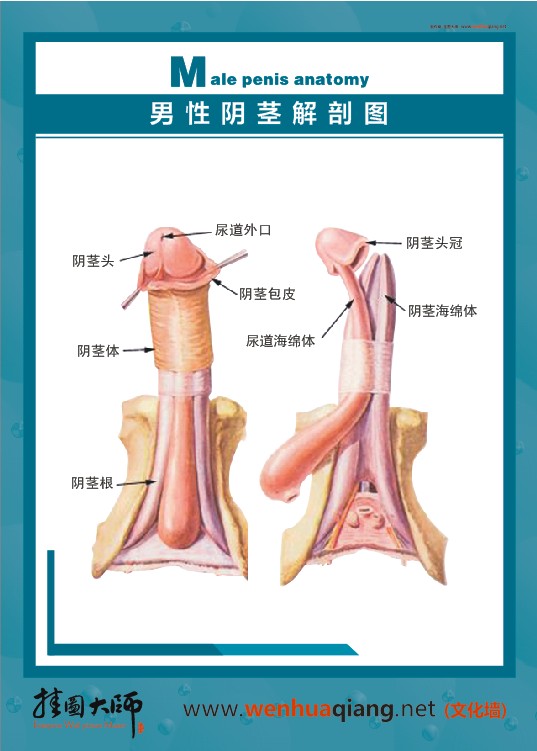 男性陰莖解剖圖