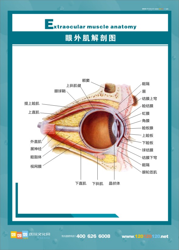 眼外肌解剖圖