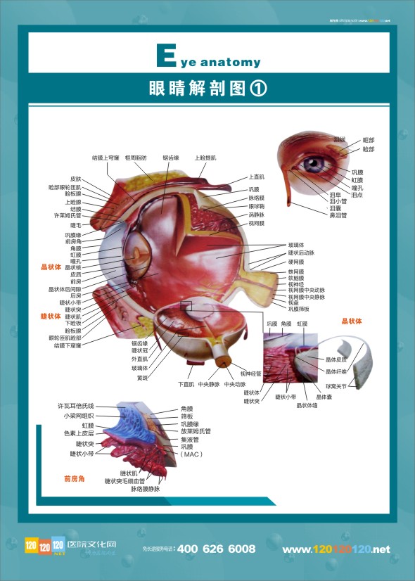 眼睛解剖圖
