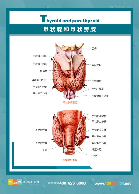 人體甲狀腺解剖圖 內(nèi)分泌科結(jié)構(gòu)圖-甲狀腺和甲狀旁腺