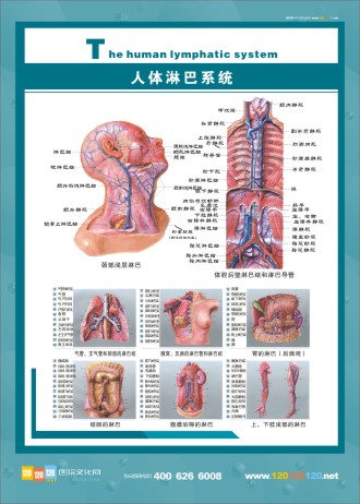 人體淋巴系統(tǒng) 淋巴系統(tǒng)解剖圖 人體淋巴系統(tǒng)圖 淋巴系統(tǒng)圖