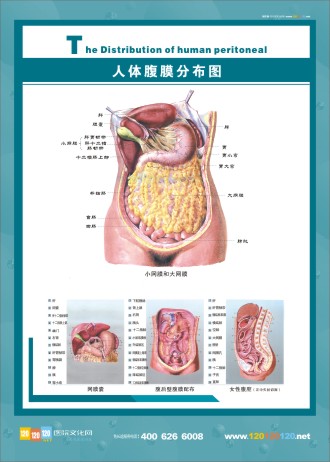 腹膜解剖圖 人體腹部解剖圖 醫(yī)學(xué)人體解剖圖  