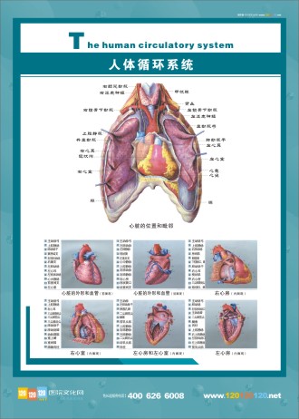 人體循環(huán)系統(tǒng) 人體循環(huán)系統(tǒng)圖 人體循環(huán)系統(tǒng)解剖圖 醫(yī)學(xué)人體解剖圖 人體系統(tǒng)解剖學(xué) 循環(huán)系統(tǒng)解剖圖