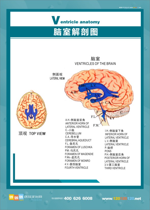 醫(yī)學(xué)人體解剖圖-腦室解剖圖