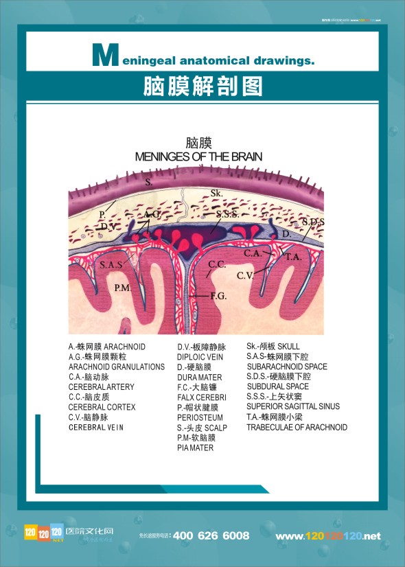 腦膜解剖圖 醫(yī)學(xué)解剖圖-腦膜解剖圖