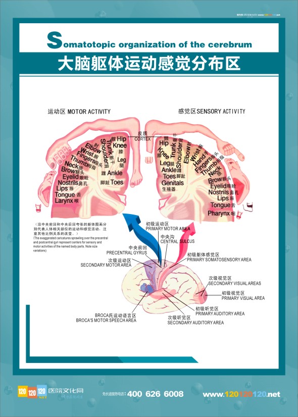 醫(yī)學(xué)人體解剖圖 大腦解剖圖 大腦解剖結(jié)構(gòu)圖 醫(yī)學(xué)解剖圖-大腦軀體運(yùn)動(dòng)感覺(jué)分布圖