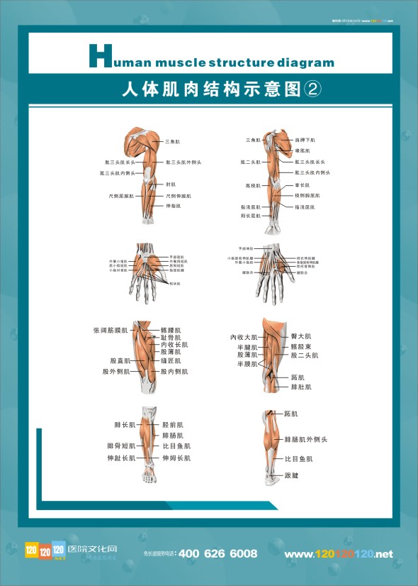 人體結(jié)構(gòu)解剖結(jié)構(gòu)圖-人體肌肉結(jié)構(gòu)示意圖2