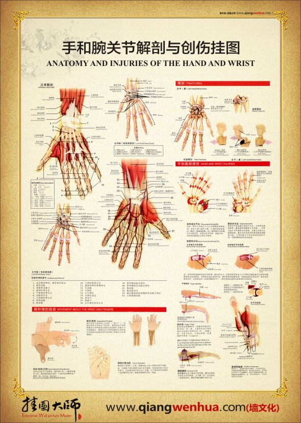 腕關(guān)節(jié)解剖圖 手部解剖圖