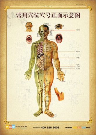 人體正面穴位圖 常用穴位穴號(hào)正面示意圖 人體穴位示意圖 人體穴位位置圖